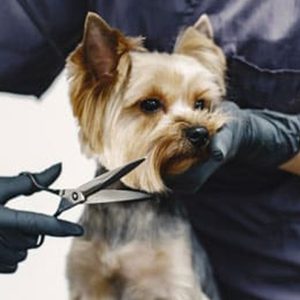 Fresh & Fluffy Pet Grooming – Full Grooming With Haircut (Cats & Dogs) PETS Shop Online at Special Price from Dubai Offers