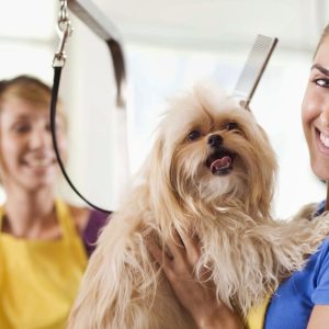Small Cat/Dog, Medium Dog Or Large Dog Full Grooming PETS Shop Online at Special Price from Dubai Offers
