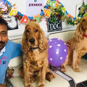 Comprehensive Grooming For All Sizes(xl,l,m,s) Of Dogs And Small Cats PETS Shop Online at Special Price from Dubai Offers 2