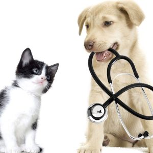 Get Specialized Vet Care For Your Pet At Cute Cat Veterinary Clinic PETS Shop Online at Special Price from Dubai Offers