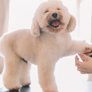Pamper Your Cat Or Dog With Full Grooming – Wash, Haircut, And More PETS Shop Online at Special Price from Dubai Offers