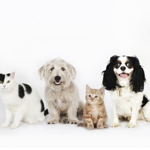 Up To 35% Off On At Noor Al Hayah Pets Hairdressing Salon PETS Shop Online at Special Price from Dubai Offers