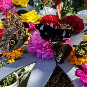 Discover Dubai Butterfly Garden: Entry For 1, 2, Or 4 Adults WATER SPORTS Shop Online at Special Price from Dubai Offers