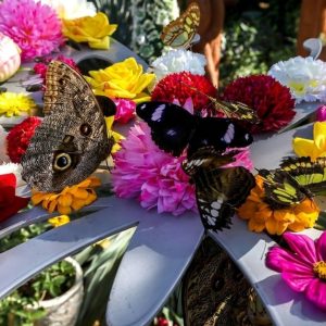 Dubai Butterfly Garden & Miracle Garden Pass For One, Two Or Four WATER SPORTS Shop Online at Special Price from Dubai Offers