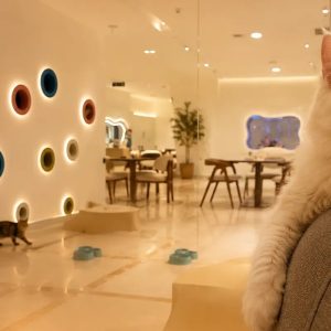 2-hr Build & Play Or Cats Cuddle Zone For 1 Person Or 1 Adult & Child EXPERIENCES Shop Online at Special Price from Dubai Offers