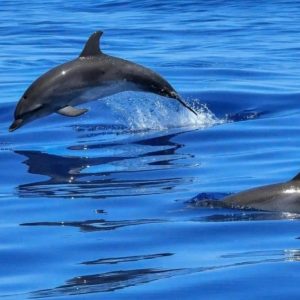 Recently Added Experiences Bandar Rowdha Marina Dolphin Tour Boat Package Recently Added Experiences Shop Online at Special Price from Dubai Offers