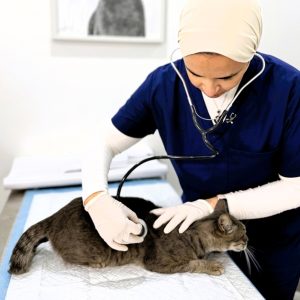 Comprehensive Vet Care: Vaccinations, Surgeries, X-rays For Pets PETS Shop Online at Special Price from Dubai Offers