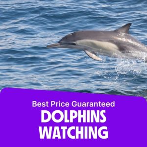 Sightseeing and Tours Dolphins Watching Sightseeing and Tours Shop Online at Special Price from Dubai Offers