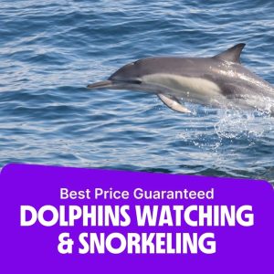 Sightseeing and Tours Dolphins Watching & Snorkeling Sightseeing and Tours Shop Online at Special Price from Dubai Offers