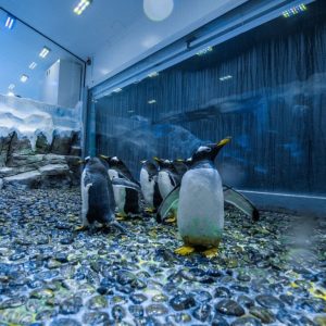 Experiences Dubai Aquarium & Underwater Zoo – Penguin Encounter Experiences Shop Online at Special Price from Dubai Offers