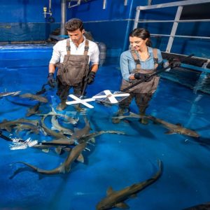 Experiences Dubai Aquarium & Underwater Zoo – Shark Trainer Encounter Experiences Shop Online at Special Price from Dubai Offers
