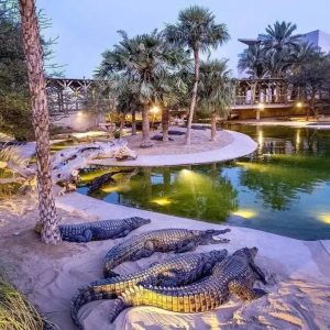 Must-see attractions Dubai Safari Park + Dubai Crocodile Park – Combo Must-see attractions Shop Online at Special Price from Dubai Offers