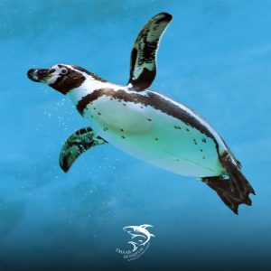Experiences Istanbul Emaar Aquarium Experiences Shop Online at Special Price from Dubai Offers 2