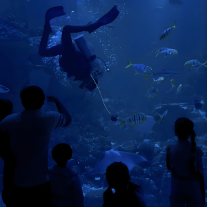 Experiences Oman Aquarium at Mall of Muscat Experiences Shop Online at Special Price from Dubai Offers