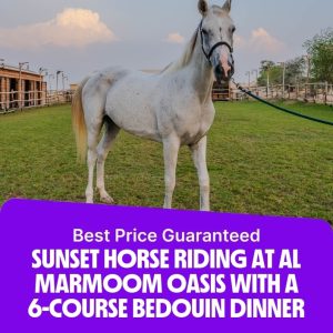 Outdoor Attractions Sunset Horse Riding at Al Marmoom Oasis with a 6-Course Bedouin Dinner Outdoor Attractions Shop Online at Special Price from Dubai Offers